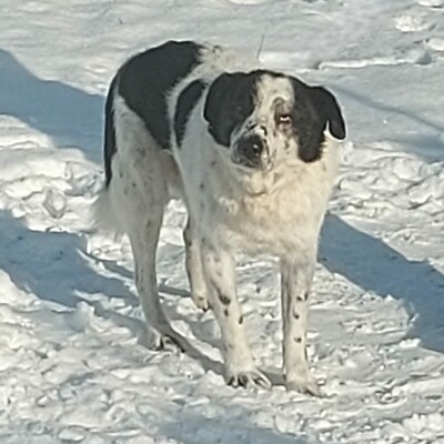 Sven, Mischlinge - Rüde