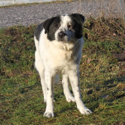 Sven, Mischlinge - Rüde