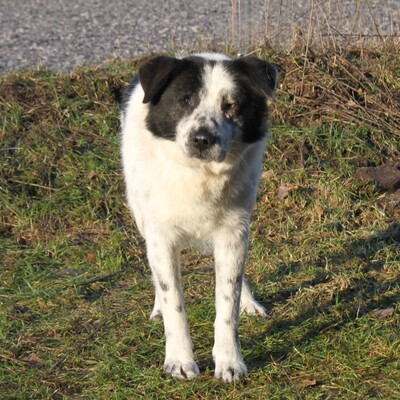 Sven, Mischlinge - Rüde