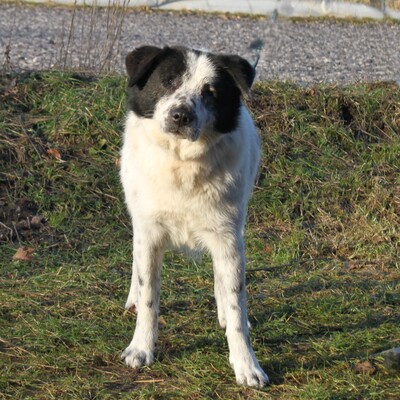 Sven, Mischlinge - Rüde