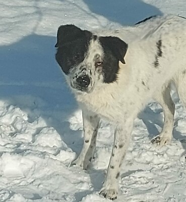 Sven, Mischlinge - Rüde