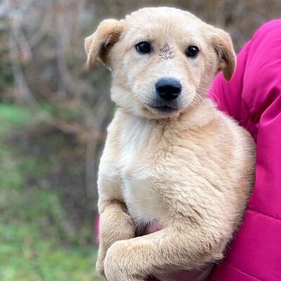 💖💖Svetlana hübsche Welpin 😍😍, Mischling Welpen - Hündin