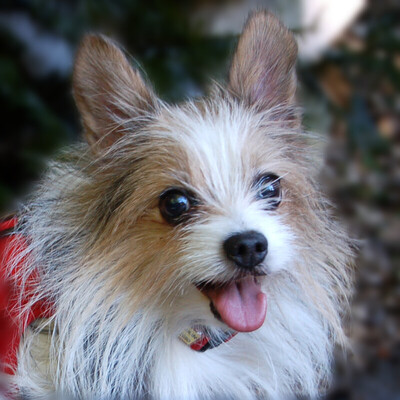 Sweet Mogli, Biewer Yorkshire - Rüde