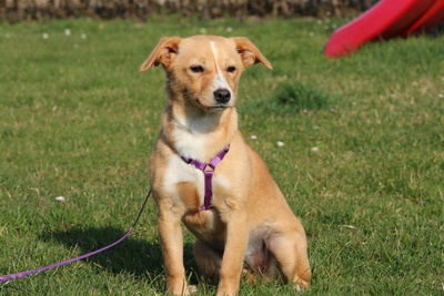 Sweety, Mischling - Hündin