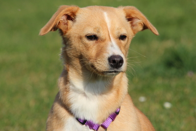 Sweety, Mischling - Hündin