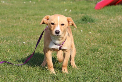 Sweety, Mischling - Hündin