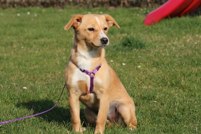 Sweety, Mischling - Hündin