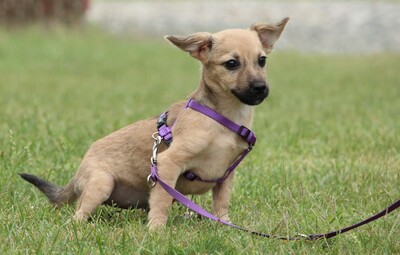 Sweety, Mischling Welpen - Hündin