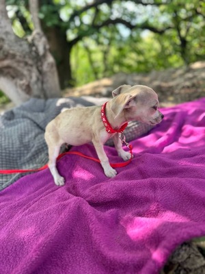 Sweety sucht eine Familie..., Chihuahua - Hündin