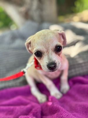 Sweety sucht eine Familie..., Chihuahua-Mischling - Hündin