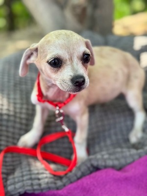 Sweety sucht eine Familie..., Chihuahua-Mischling - Hündin