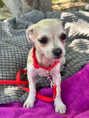 Sweety sucht eine Familie..., Chihuahua-Mischling - Hündin
