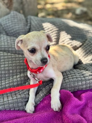 Sweety sucht eine Familie..., Chihuahua-Mischling - Hündin