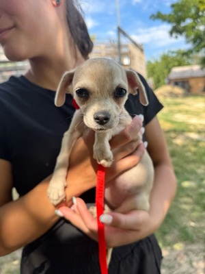 Sweety sucht eine Familie..., Chihuahua-Mischling - Hündin