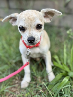 Sweety sucht ihre Familie..., Chihuahua-Mix Welpen - Hündin