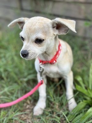 Sweety sucht ihre Familie..., Chihuahua-Mix Welpen - Hündin
