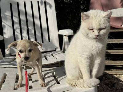 Sweety sucht ihre Familie..., Chihuahua-Mix Welpen - Hündin