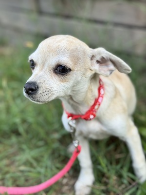 Sweety sucht ihre Familie..., Chihuahua-Mix Welpen - Hündin