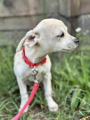 Sweety sucht ihre Familie..., Chihuahua-Mix Welpen - Hündin