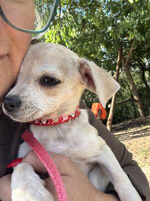 Sweety sucht ihre Familie..., Chihuahua-Mix Welpen - Hündin