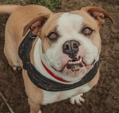Sya junge Am. Bulldog Hündin sucht ein Zuhause, Am. Bulldog - Hündin