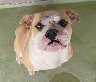 Sya junge Am. Bulldog Hündin sucht ein Zuhause, Am. Bulldog - Hündin