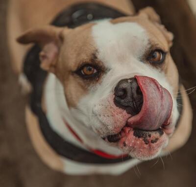 Sya junge Am. Bulldog Hündin sucht ein Zuhause, Am. Bulldog - Hündin