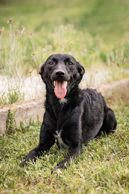 Sydney - verspielt, menschenbezogen, verschmust, zunächst etwas schüchtern, Mischling (Video-Link vorhanden) - Hündin