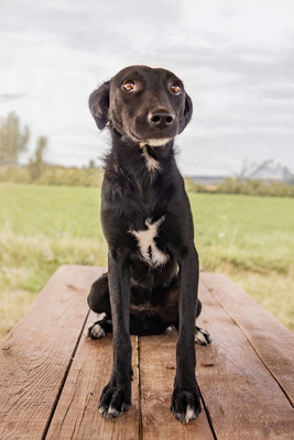 Sydney - verspielt, menschenbezogen, verschmust, zunächst etwas schüchtern, Mischling (Video-Link vorhanden) - Hündin