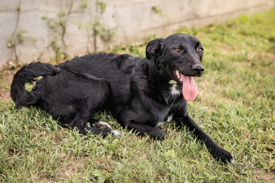 Sydney - verspielt, menschenbezogen, verschmust, zunächst etwas schüchtern, Mischling (Video-Link vorhanden) - Hündin