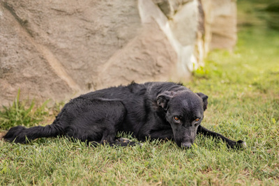 Sydney - verspielt, menschenbezogen, verschmust, zunächst etwas schüchtern, Mischling (Video-Link vorhanden) - Hündin