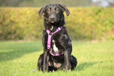 Syra, Mischling - Hündin