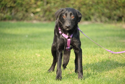 Syra, Mischling - Hündin