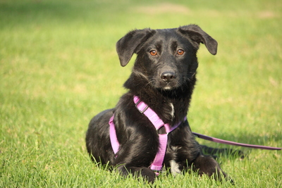 Syra, Mischling - Hündin