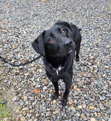 Syra, Mischling - Hündin