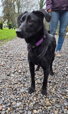 Syra, Mischling - Hündin