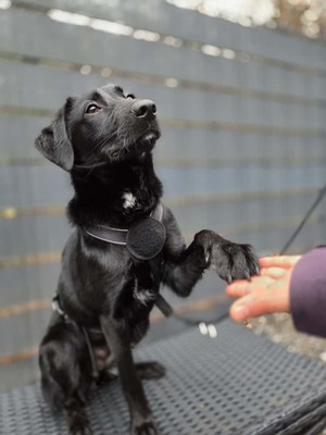 Syra, Mischling - Hündin