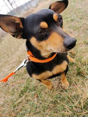 Szalami lustiger Weggefährte sucht Dosenöffner..., Dackel-Mischling - Rüde