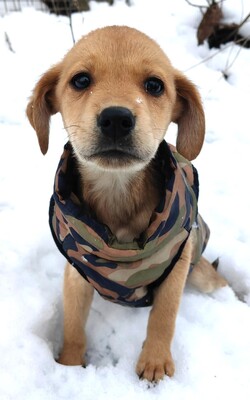 Szamba super liebe Hündin sucht..., Mischling Welpen - Hündin