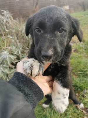 Szandika, Mischling Welpen - Hündin