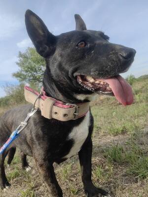 Szeli sucht ein eigenes Körbchen..., Bullterrier-Mix - Hündin