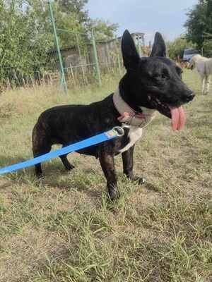 Szeli sucht ein eigenes Körbchen..., Bullterrier-Mix - Hündin