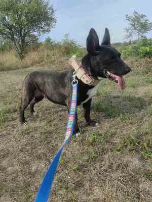 Szeli sucht ein eigenes Körbchen..., Bullterrier-Mix - Hündin