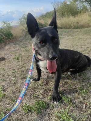 Szeli sucht ein eigenes Körbchen..., Bullterrier-Mix - Hündin