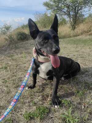 Szeli sucht ein eigenes Körbchen..., Bullterrier-Mix - Hündin