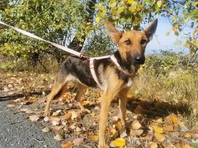 Sziszi - Verspielte Hündin, ca. 5 Jahre/20kg/56cm, Mischling - Hündin