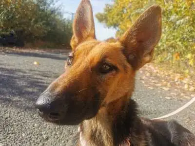 Sziszi - Verspielte Hündin, ca. 5 Jahre/20kg/56cm, Mischling - Hündin