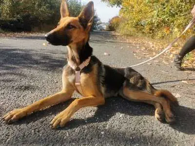 Sziszi - Verspielte Hündin, ca. 5 Jahre/20kg/56cm, Mischling - Hündin