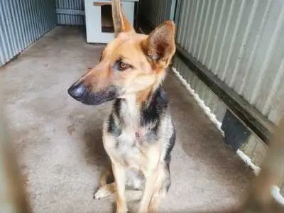 Sziszi - Verspielte Hündin, ca. 5 Jahre/20kg/56cm, Mischling - Hündin