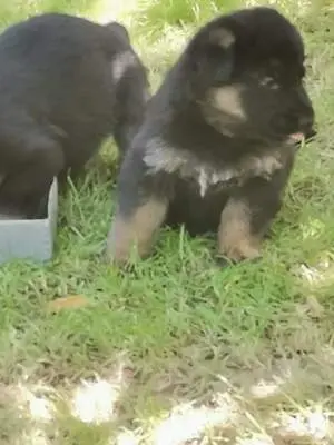 T, Deutscher Schäferhund Welpen - Rüde